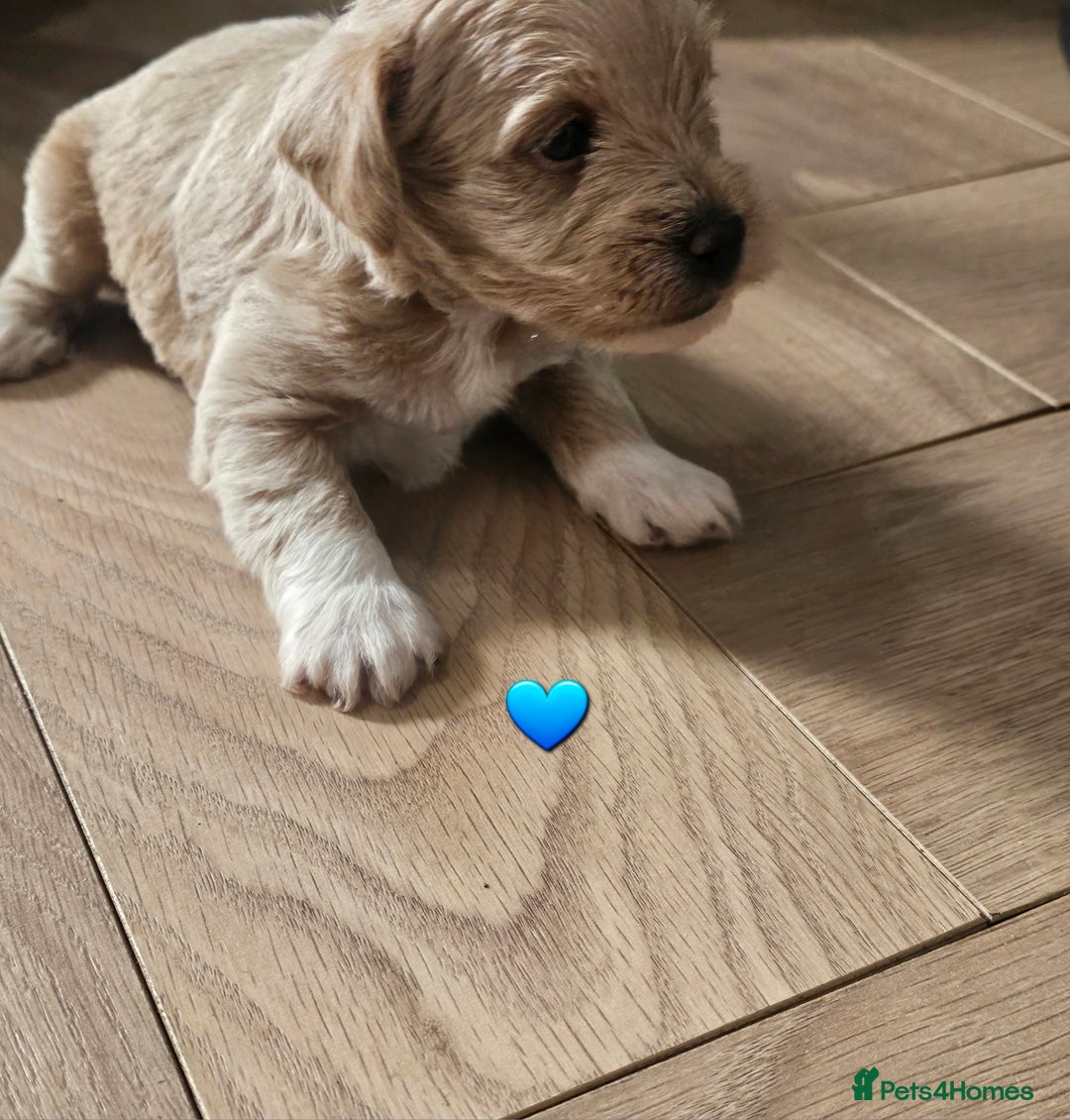 Schnoodle dogs for sale: 5 Adorable Schnoodle Puppies ❤️🩷💚💙🧡 - Image 27
