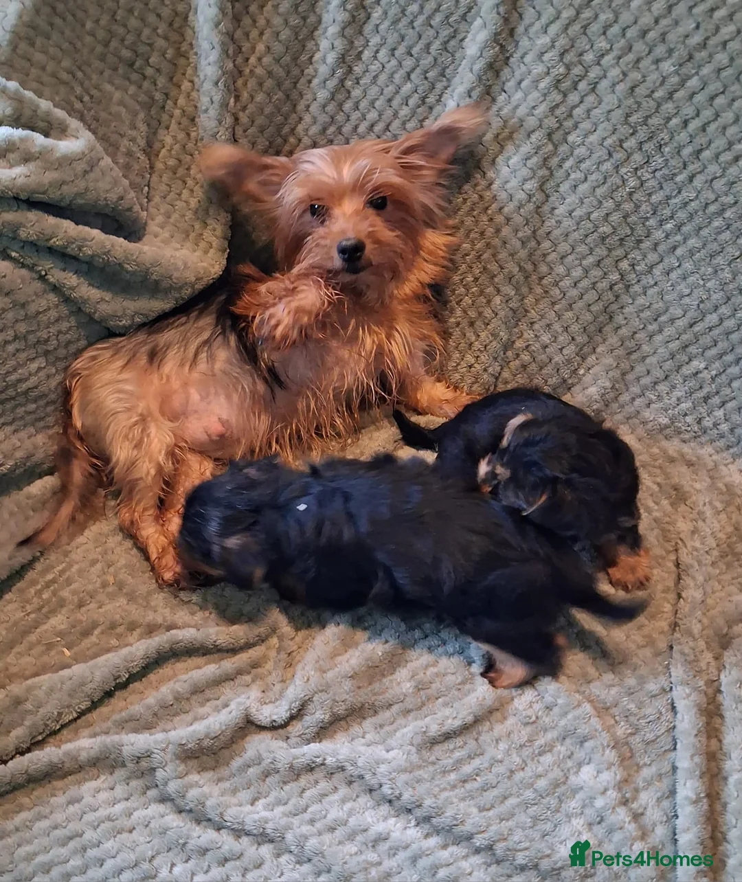 Yorkshire Terrier dogs for sale: Yorkshire terrier puppies  in Coventry - Advert 8