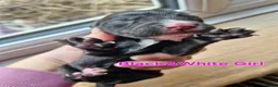 Cocker Spaniel dogs for sale: Beautiful working cocker spaniel puppies  - Advert 5