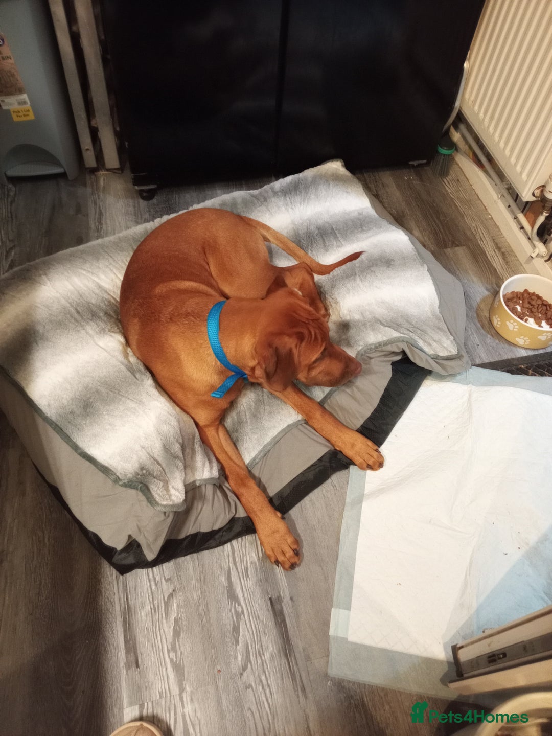 Rhodesian Ridgeback dogs for sale: Ridgeless Rhodesian Ridgeback Puppies For Sale - Image 15