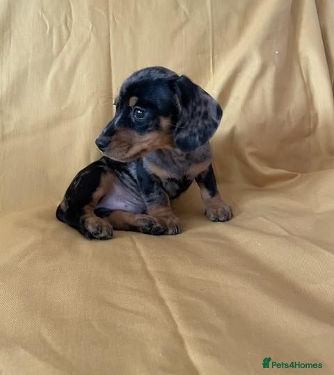 Miniature Dachshund dogs Lovely Mini Dachshunds - Advert 6
