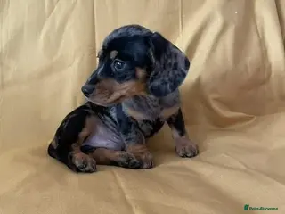 Miniature Dachshund dogs Lovely Mini Dachshunds - Advert 6