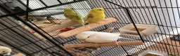 Budgerigars birds for sale: 2x baby budgies / cage / accessories included  - Advert 2