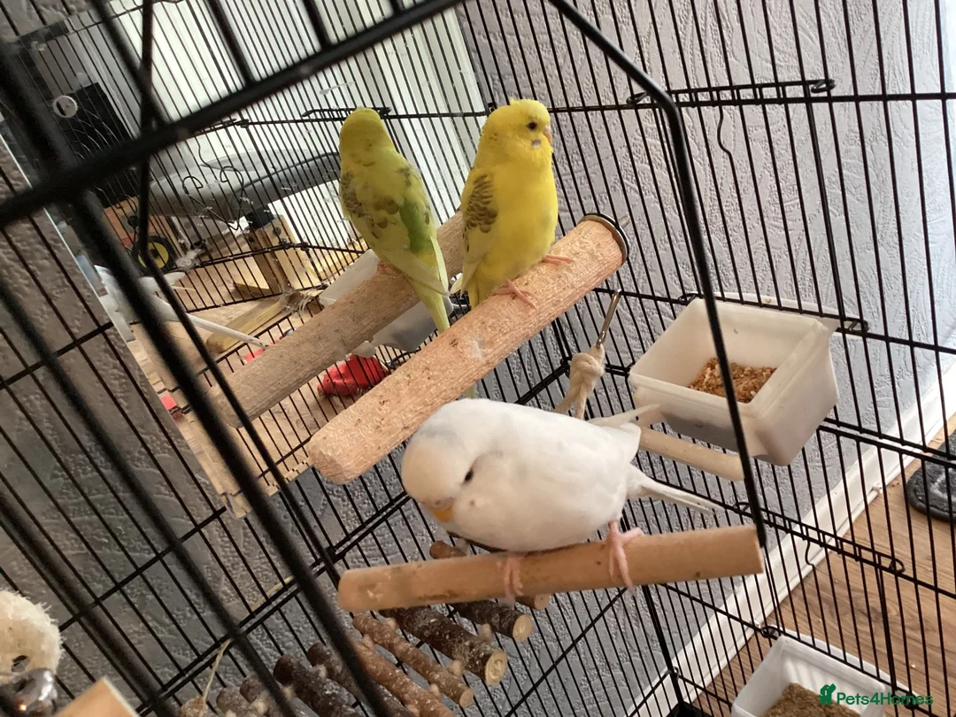 Budgerigars birds for sale: 2x baby budgies / cage / accessories included  - Advert 2