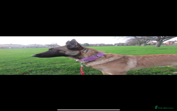 Belgian Shepherd Dog dogs for sale: Belgian malinois puppies - Image 21