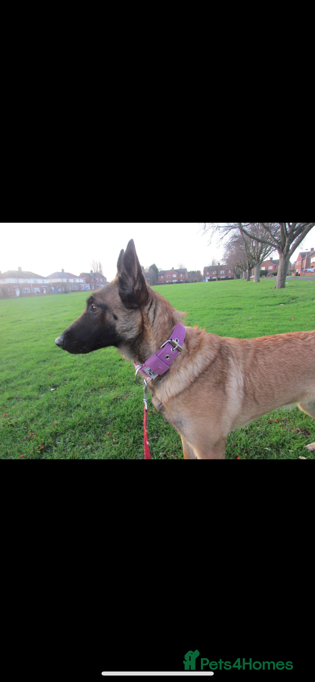 Belgian Shepherd Dog dogs for sale: Belgian malinois puppies - Image 21