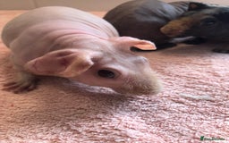 Guinea Pig rodents for sale: Super Skinny Pig Boars - Image 2