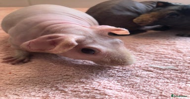 Guinea Pig rodents - Advert 6