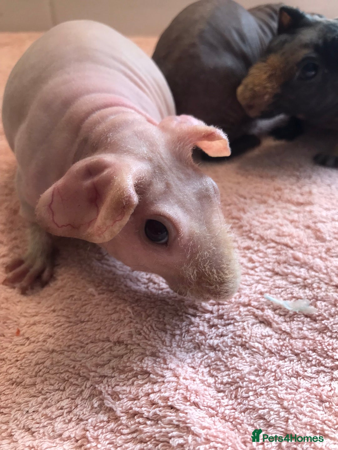 Guinea Pig rodents for sale: Super Skinny Pig Boars - Image 2