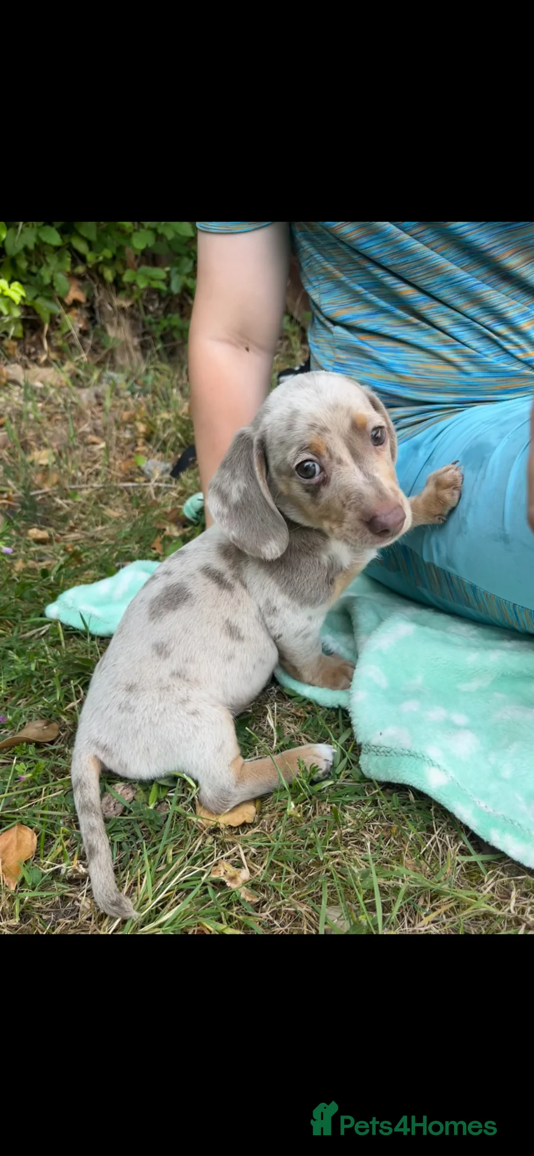 Miniature Dachshund dogs for sale: Miniature dachshund - chocolate/tan in Dartford - Advert 4
