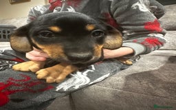 Miniature Dachshund dogs for sale: Miniature dachshund puppies  - Advert 11