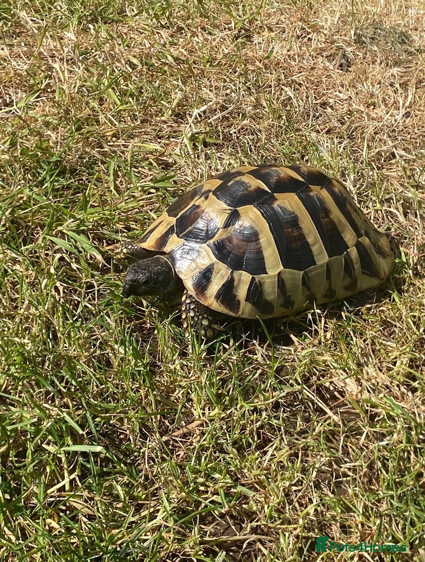 Hermann Tortoise reptiles Hermann Tortoise needs forever home - Advert 1