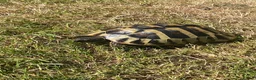 Hermann Tortoise reptiles for sale: Hermann Tortoise needs forever home - Advert 1