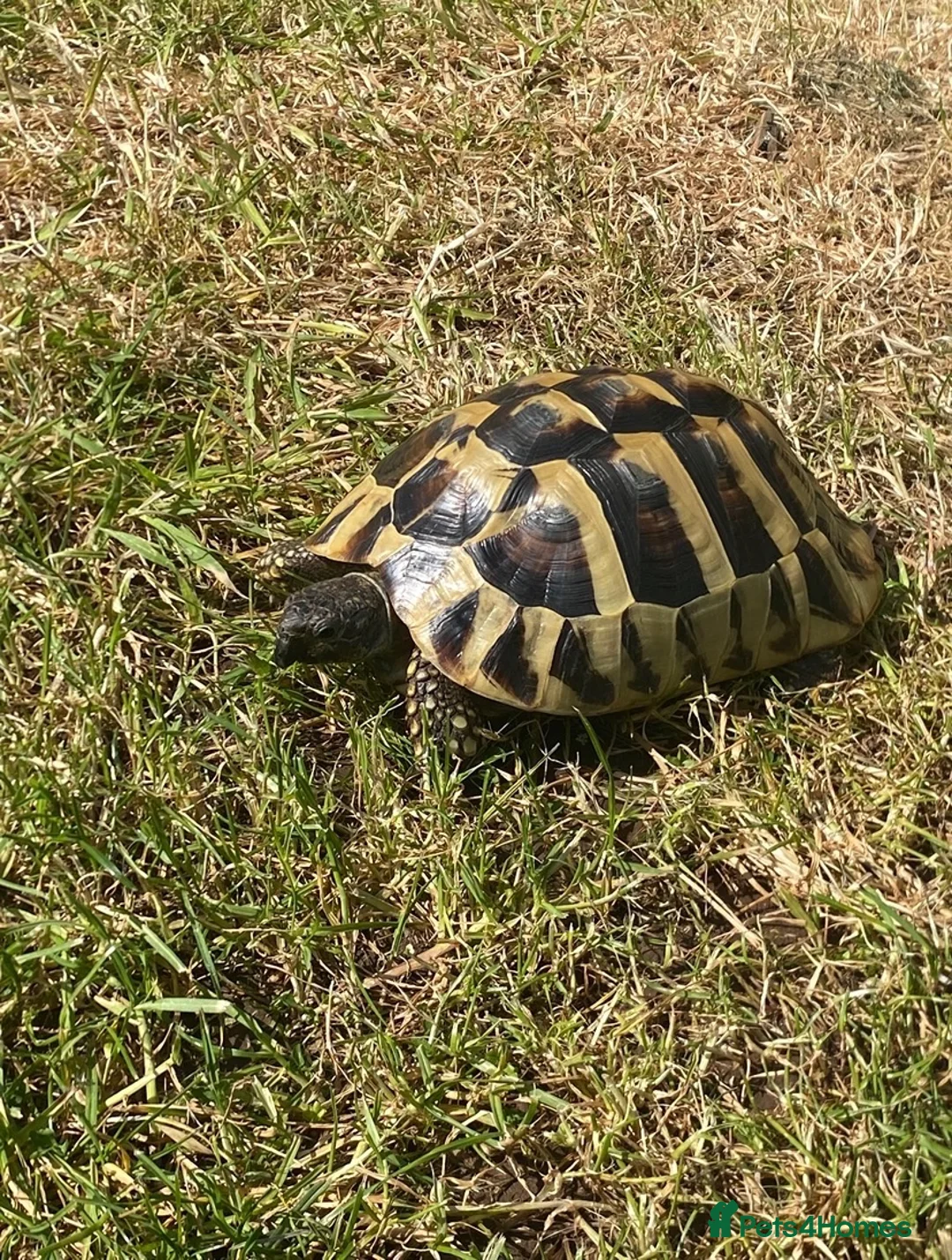 Hermann Tortoise reptiles for sale: Hermann Tortoise needs forever home - Advert 1