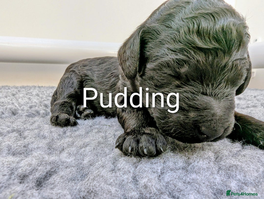 Standard Poodle dogs for sale: 6 wks old, ready 21st Jan, Standard Poodle Puppies - Advert 12