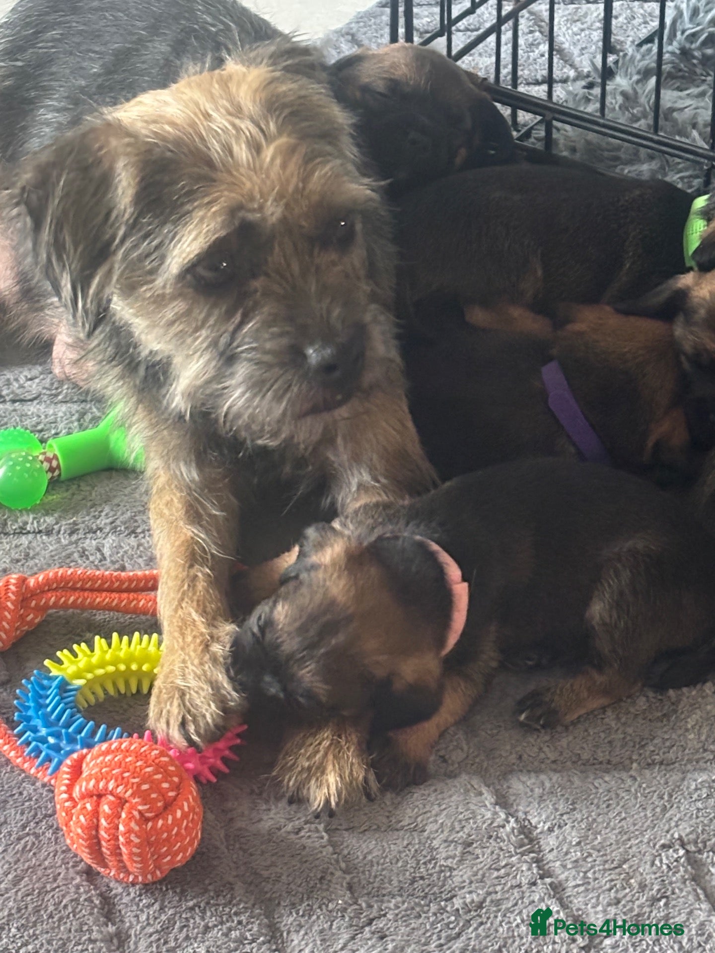Border Terrier dogs Border terrier - Advert 1