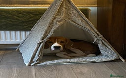 Beagle dogs for stud: KC registered Beagle stud in West Malling - Image 6