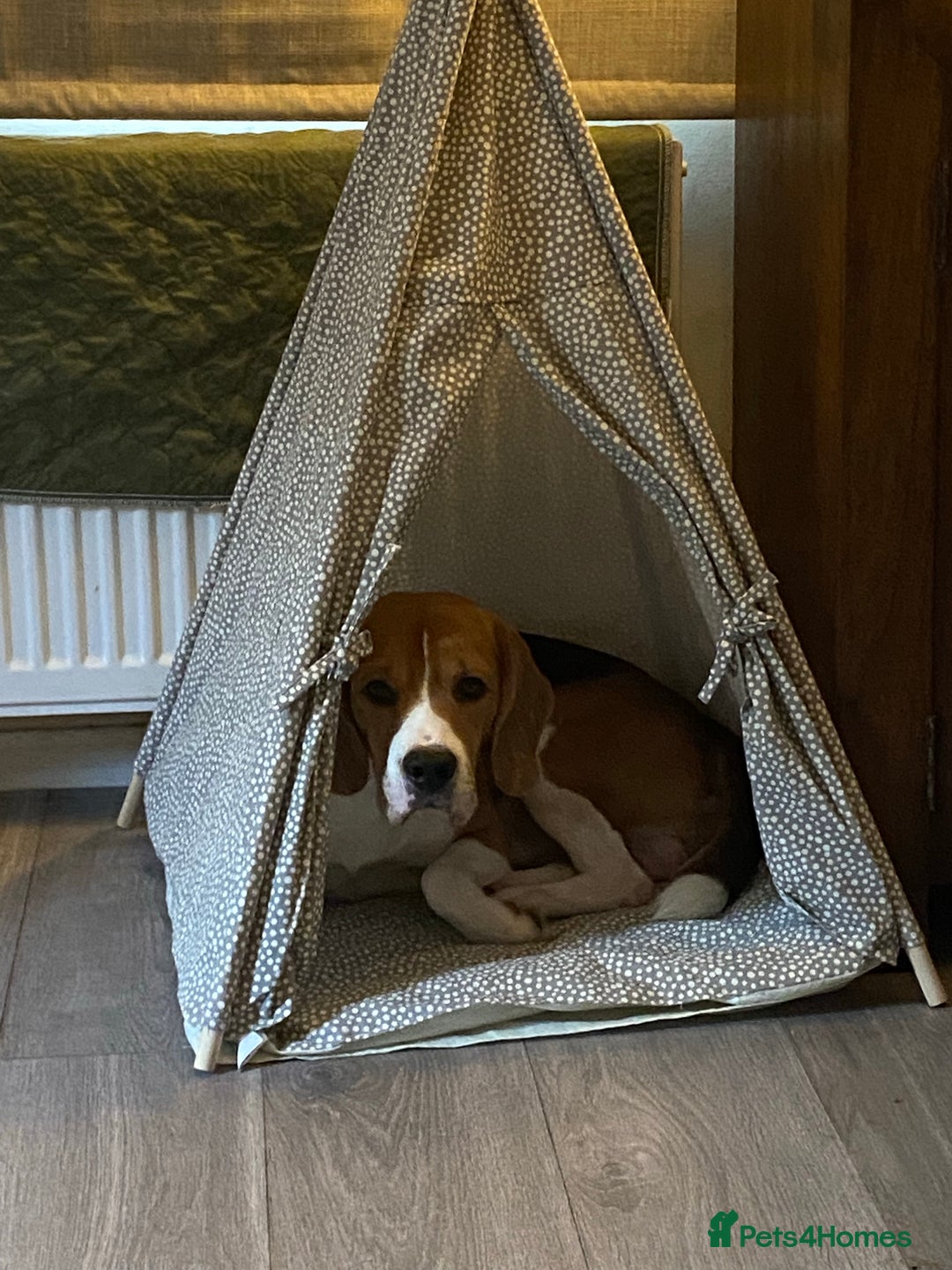 Beagle dogs for stud: KC registered Beagle stud in West Malling - Image 6