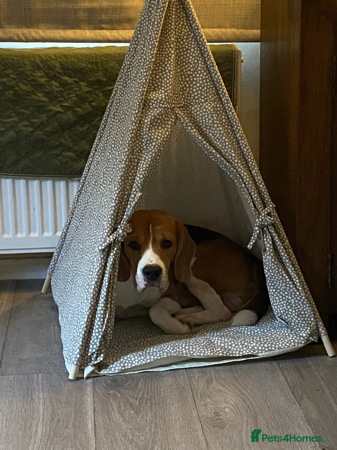 Beagle dogs for stud: KC registered Beagle stud in West Malling - Advert 6