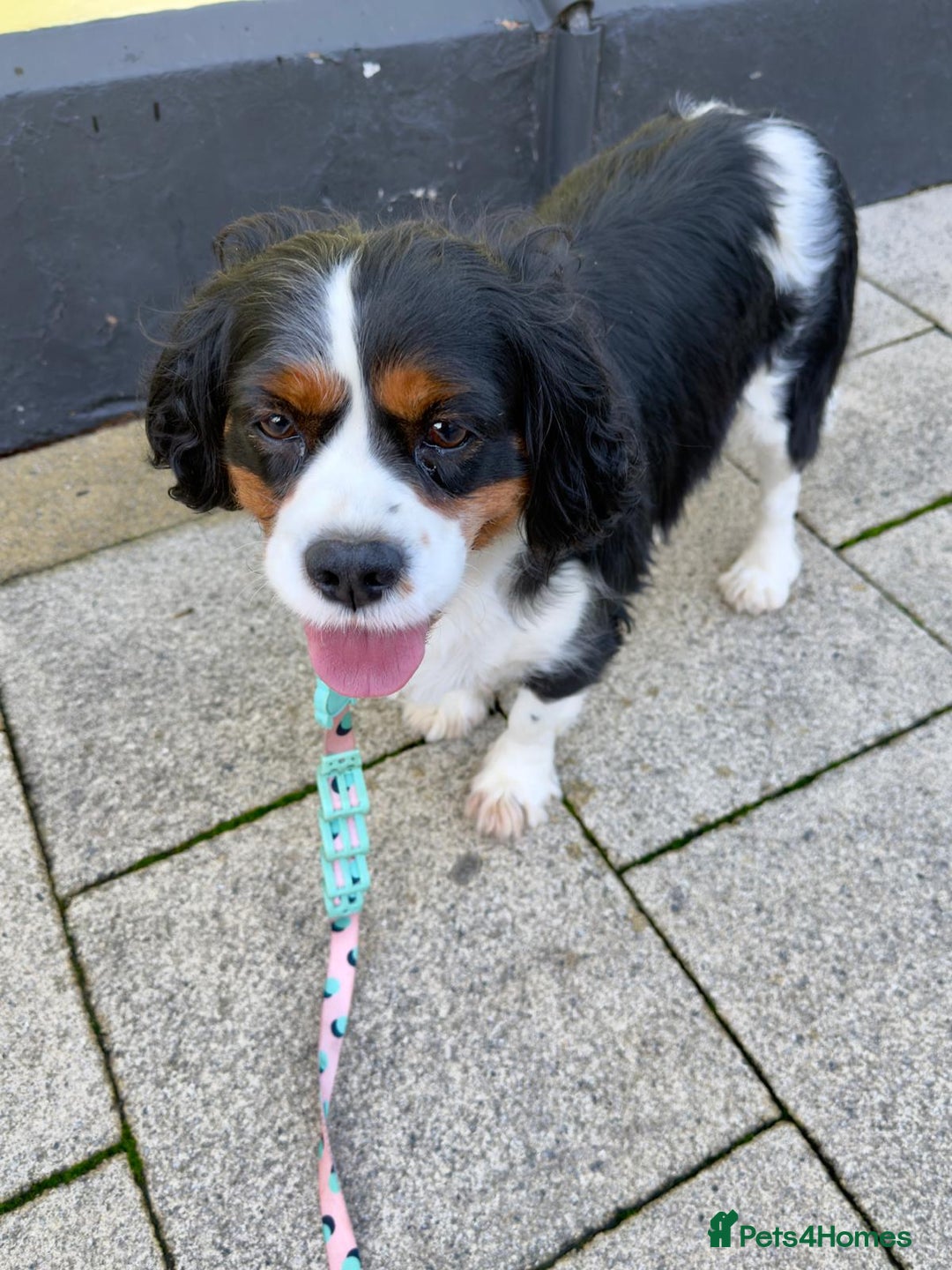 Cavalier King Charles Spaniel dogs for sale: lovely girls available - Advert 9