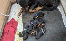 Rottweiler dogs for sale: Rottweiler puppies  - Image 2