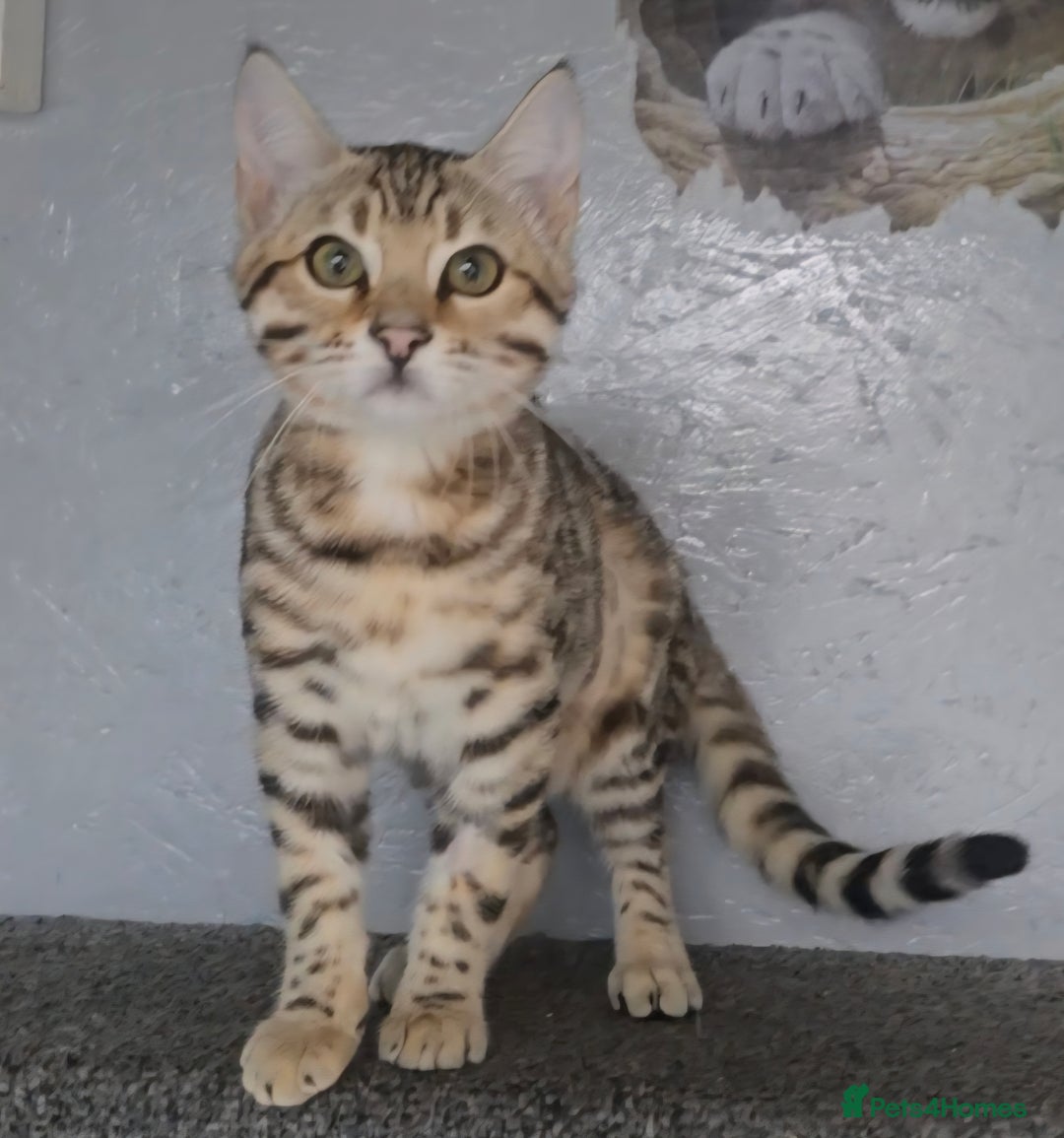 Bengal cats for sale: 1 beautiful bengal girl ready to leave now - Image 13