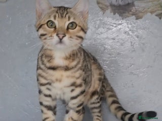 Bengal cats - Advert 15