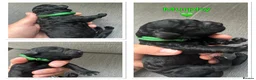 Cockapoo dogs for sale: Beautiful f1b cockapoos  - Advert 8