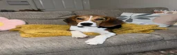 Beagle dogs for stud: Pablo The Beagle STUD in Bolton - Advert 12