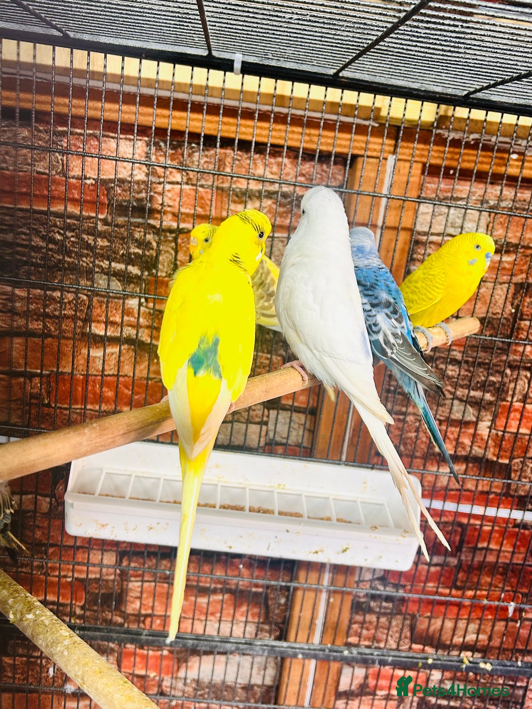 Budgerigars birds for sale: Budgies for sale  - Advert 1