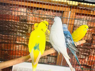 Budgerigars birds Budgies for sale - Advert 2