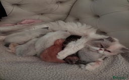 Persian cats for sale: Adorable Persian × Bengal Kittens  - Image 17