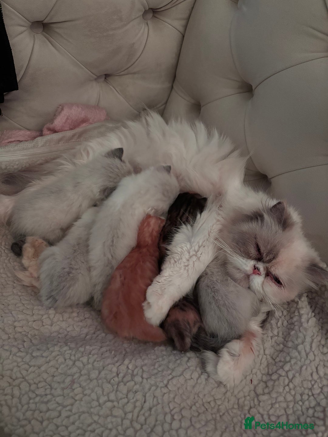 Persian cats for sale: Adorable Persian × Bengal Kittens  - Image 17