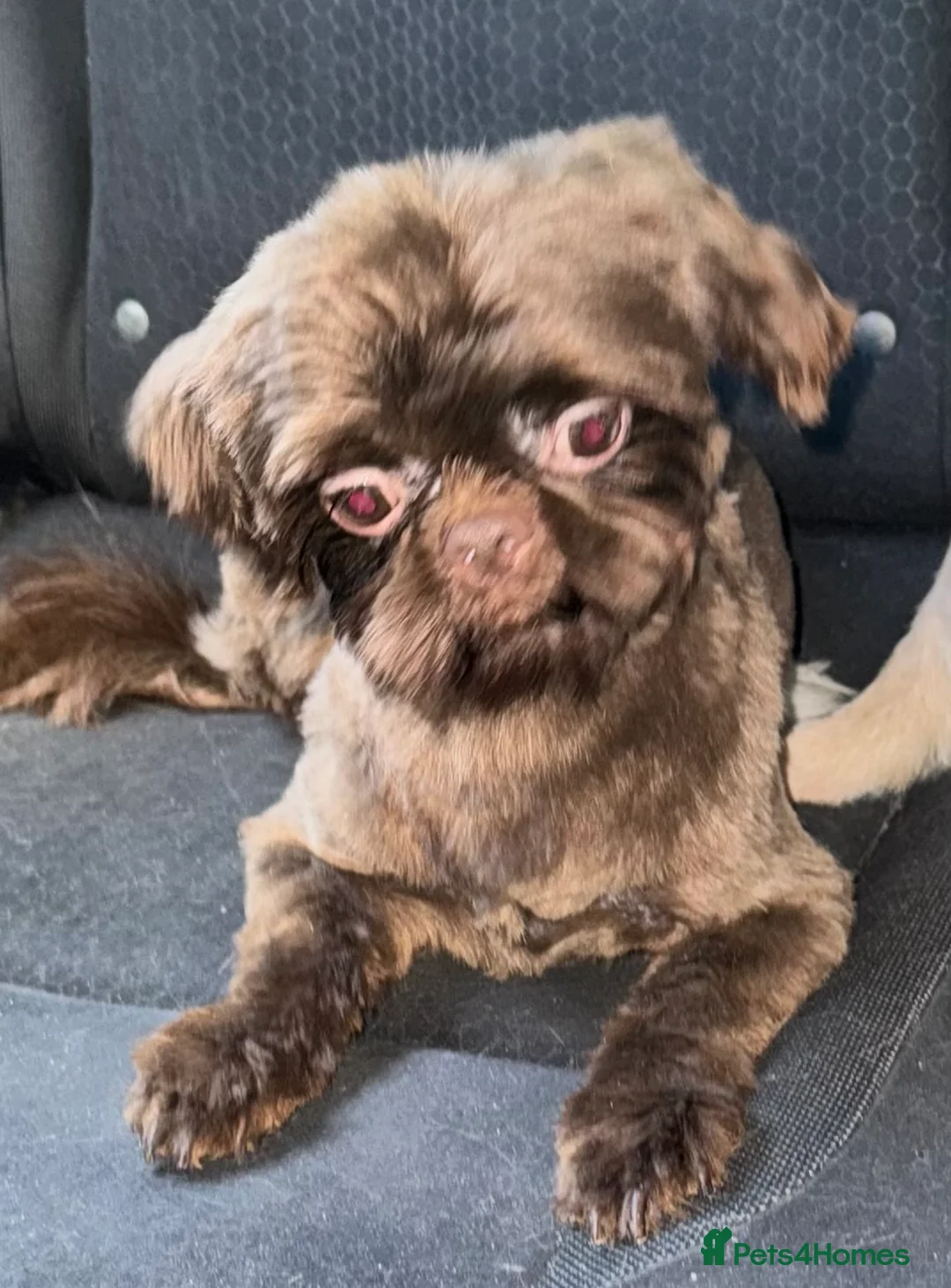 Shih Tzu dogs for stud: stunning chocolate stud boy  in Saint Helens - Advert 17