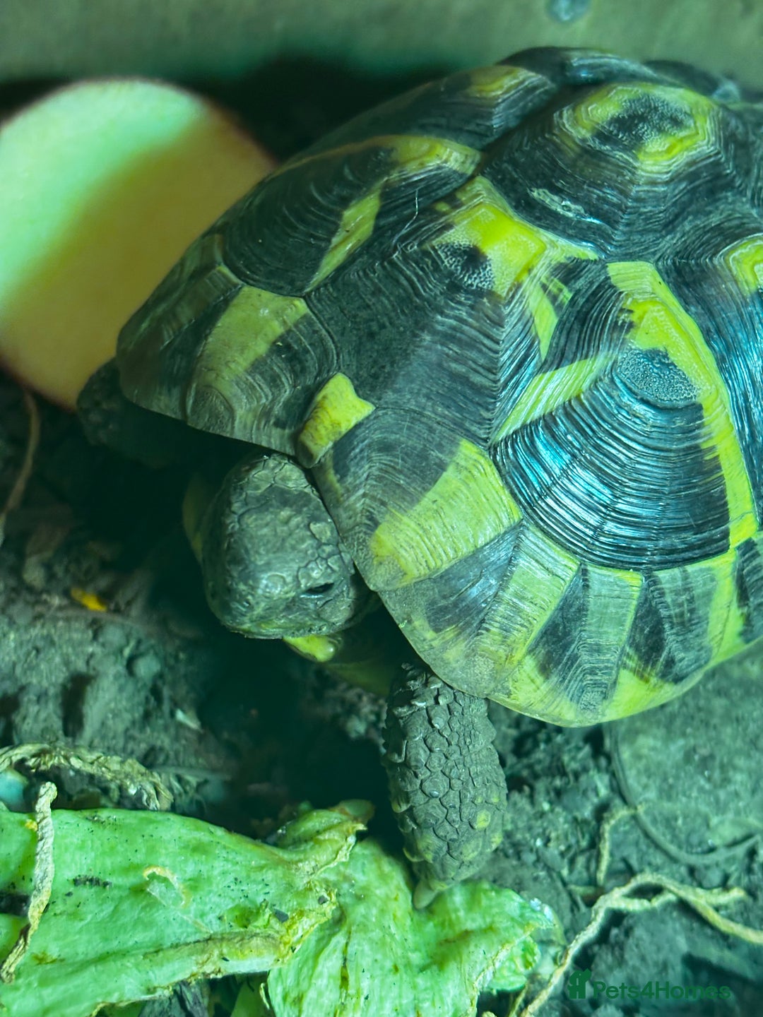 Hermann Tortoise reptiles for sale: Beautiful Hermann Tortoise – Hettie 🐢  - Image 3