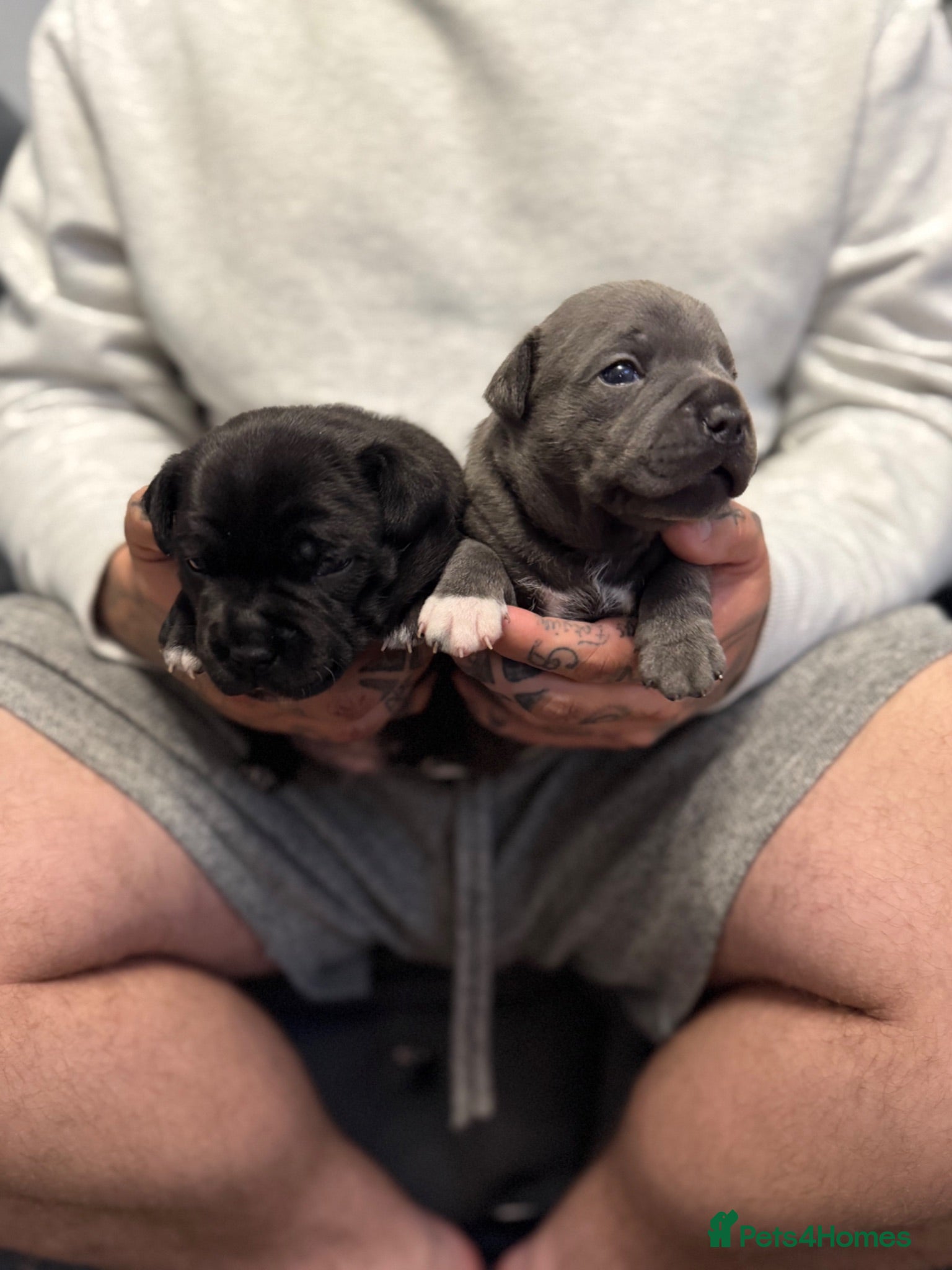 Staffordshire Bull Terrier dogs Staffordshire bull terrier pups KC registered - Advert 5