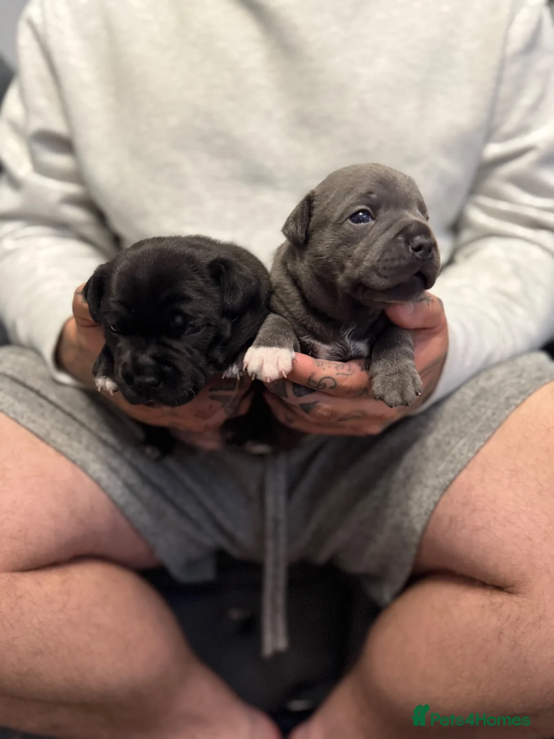 Staffordshire Bull Terrier dogs for sale: Staffordshire bull terrier pups KC registered - Advert 1