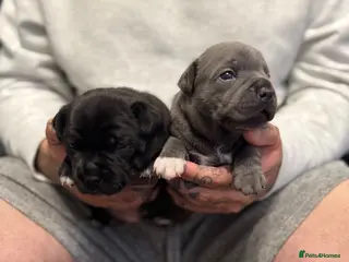 Staffordshire Bull Terrier dogs Staffordshire bull terrier pups KC registered - Advert 2