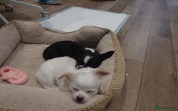 Chihuahua dogs for sale: Two Adorable Male Chihuahua Puppies  - Image 6