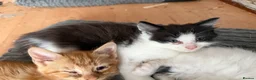 Mixed Breed cats for sale: Mixed Breed Kittens 1 M 3 F - Advert 3