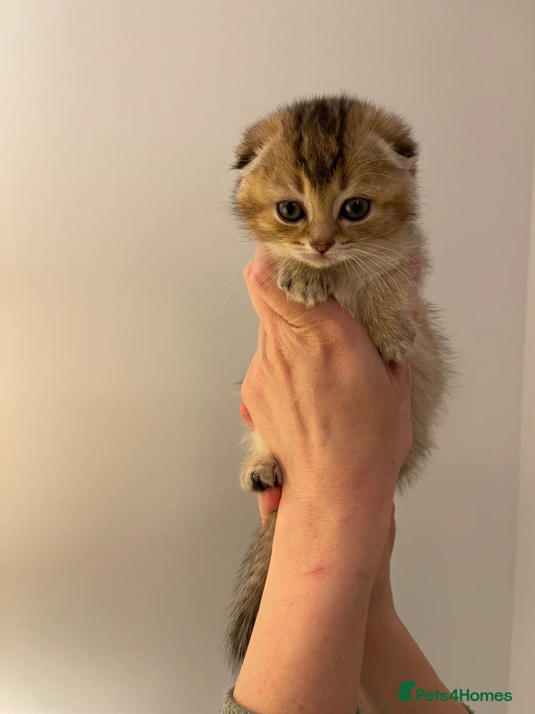 Scottish Fold cats for sale: LOVELY SCOTTISH FOLD KITTENS  in Basildon - Advert 1