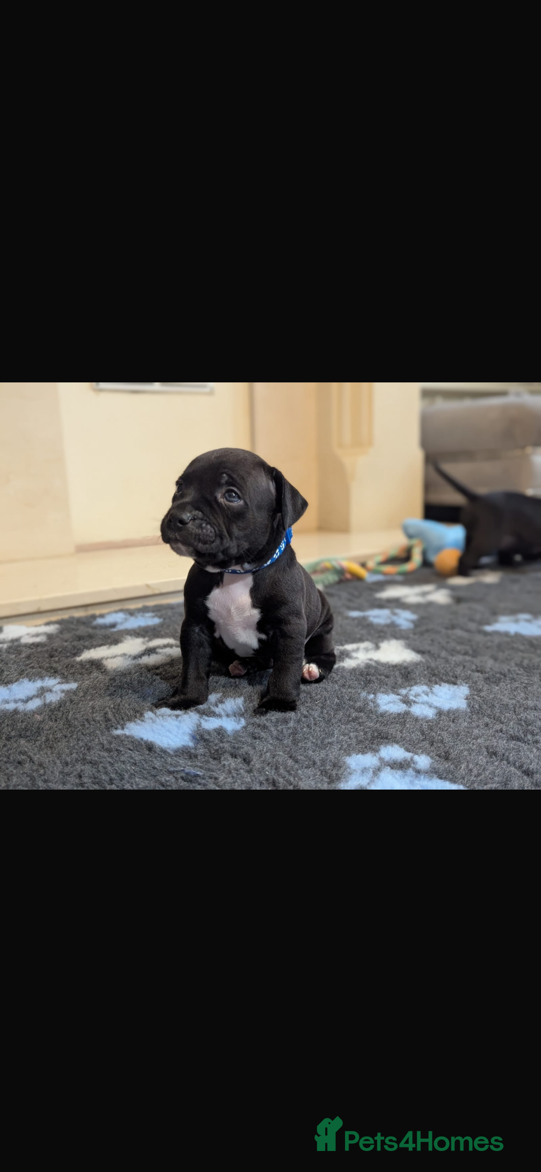 Staffordshire Bull Terrier dogs for sale: Staffordshire bull terrier Staffy staffie - Image 9