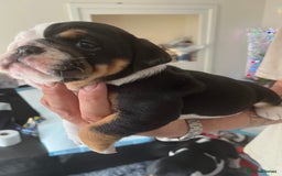 English Bulldog dogs for sale: We have 3 beautiful Bulldog girls  - Image 8