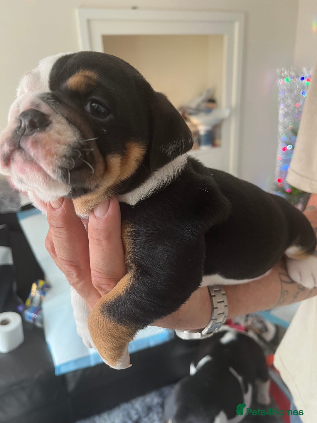 English Bulldog dogs for sale: We have 3 beautiful Bulldog girls  - Image 8