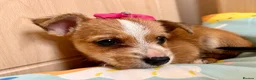Mixed Breed dogs for sale: Jack Russell Cross Chorkie Puppies – Ready Now - Advert 28