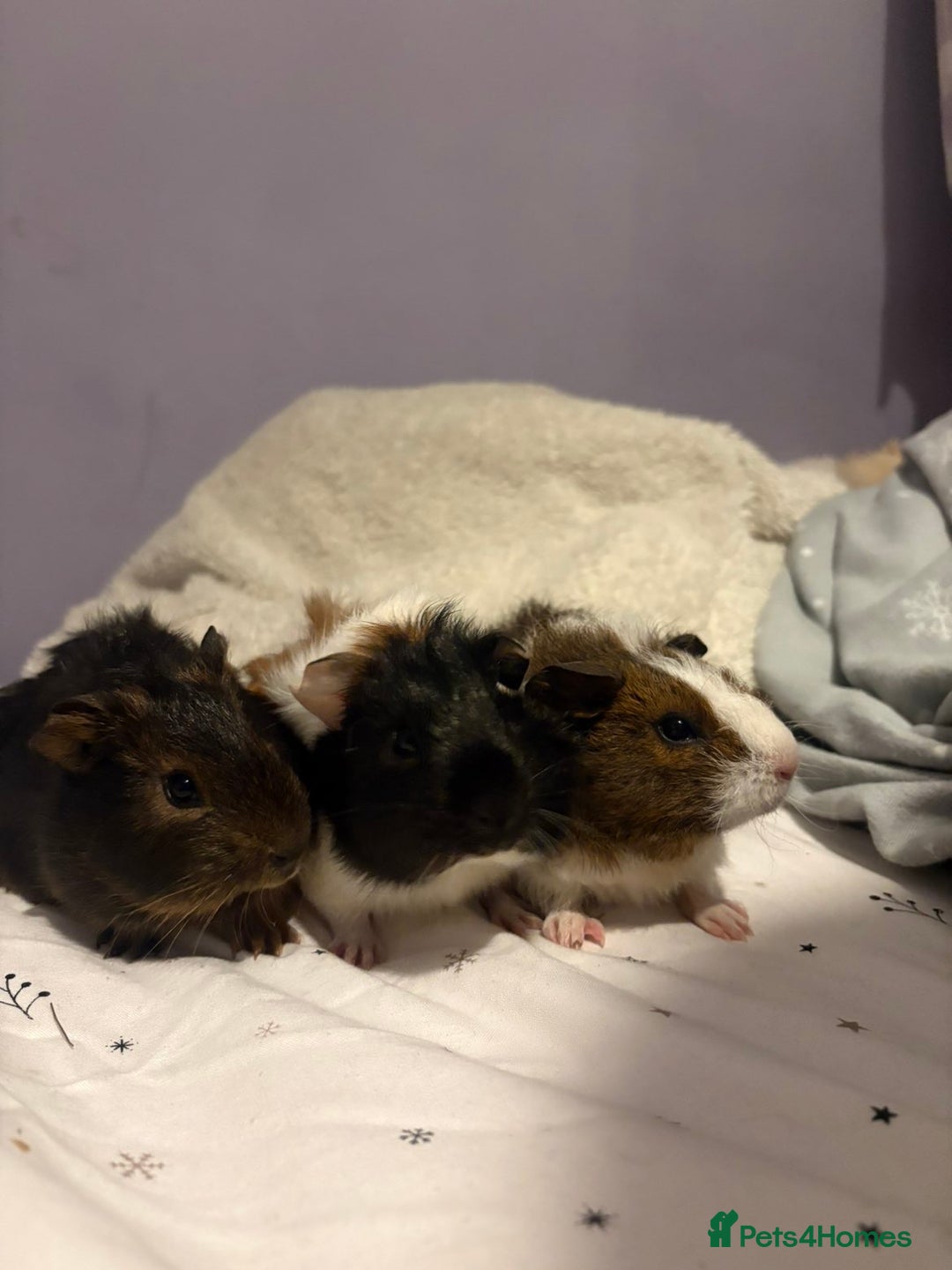 Guinea Pig rodents for sale: 3x males - Advert 1
