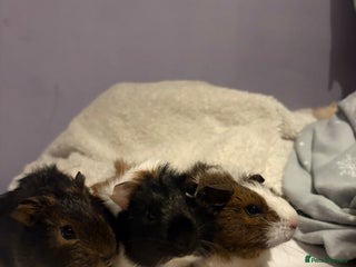 Guinea Pig rodents 3x males - Advert 1