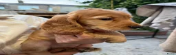 Cocker Spaniel dogs for sale: 1 Male Cocker Spaniel - Advert 15