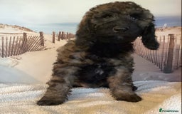 Mixed Breed dogs for sale: Ready now for their 5* homes - Image 17