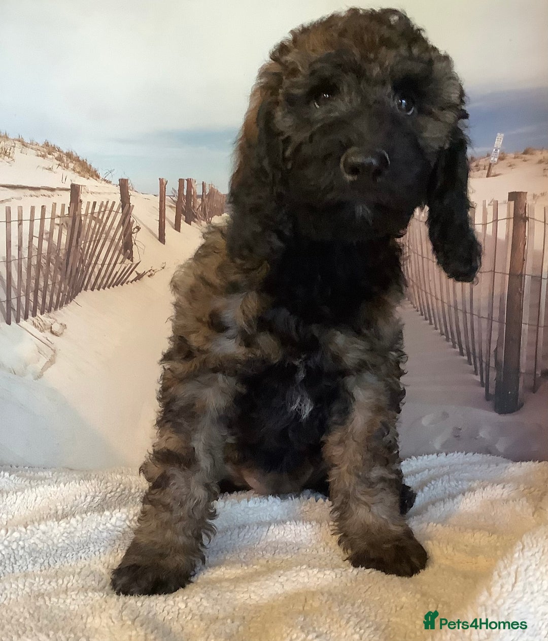 Mixed Breed dogs for sale: Ready now for their 5* homes - Image 17